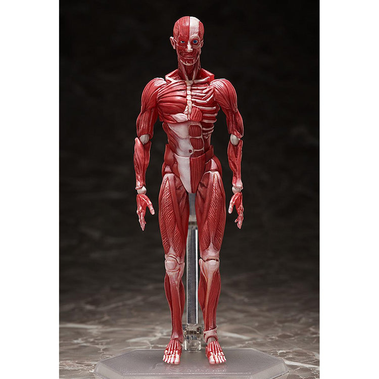 figma Human Anatomical Model Figure