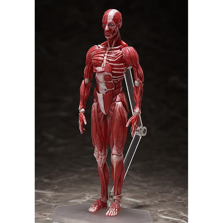 figma Human Anatomical Model Figure