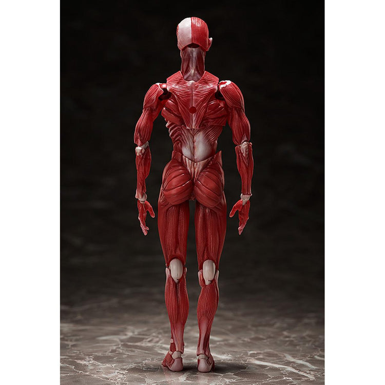 figma Human Anatomical Model Figure