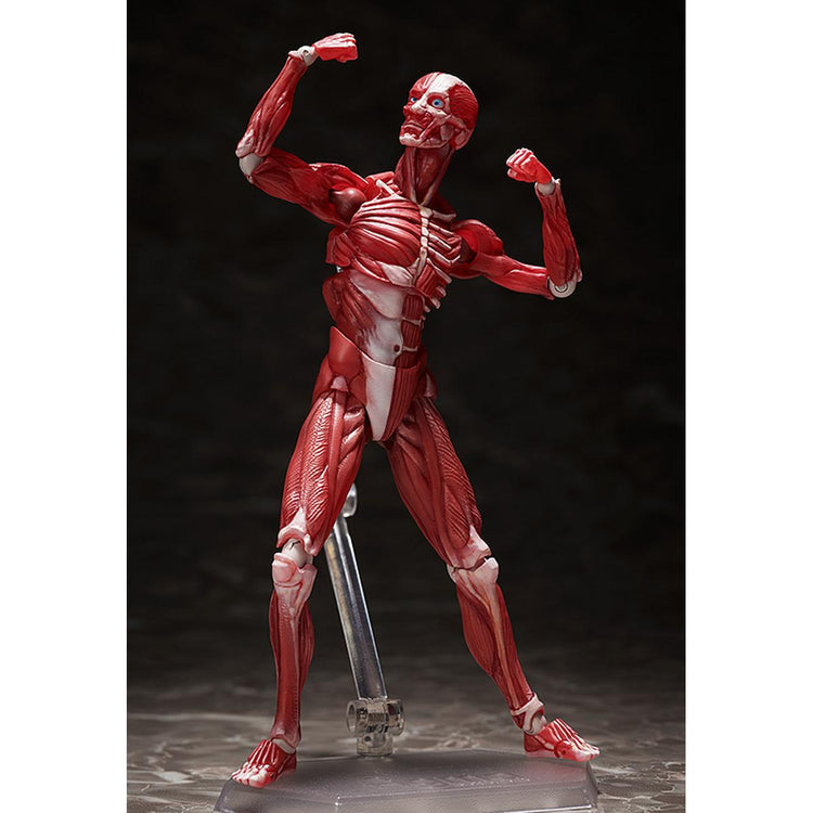 figma Human Anatomical Model Figure