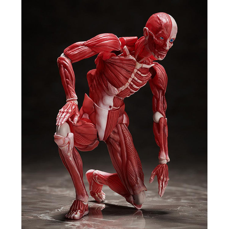 figma Human Anatomical Model Figure