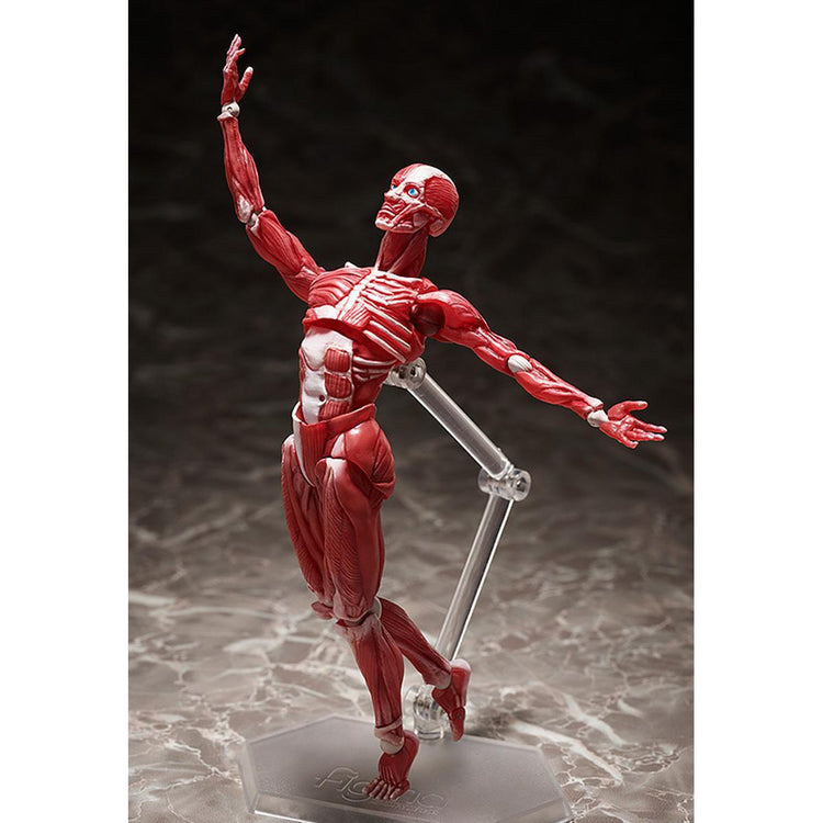 figma Human Anatomical Model Figure