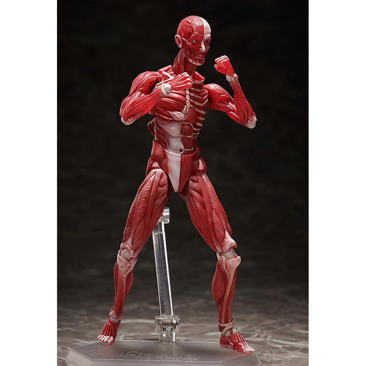 figma Human Anatomical Model Figure