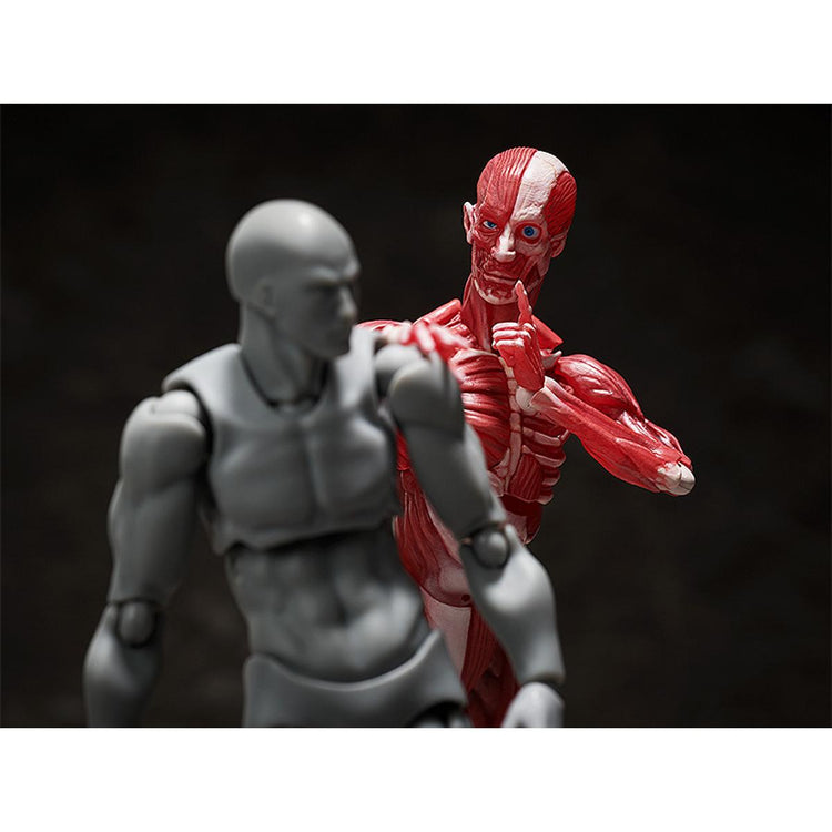 figma Human Anatomical Model Figure