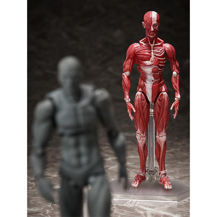 figma Human Anatomical Model Figure