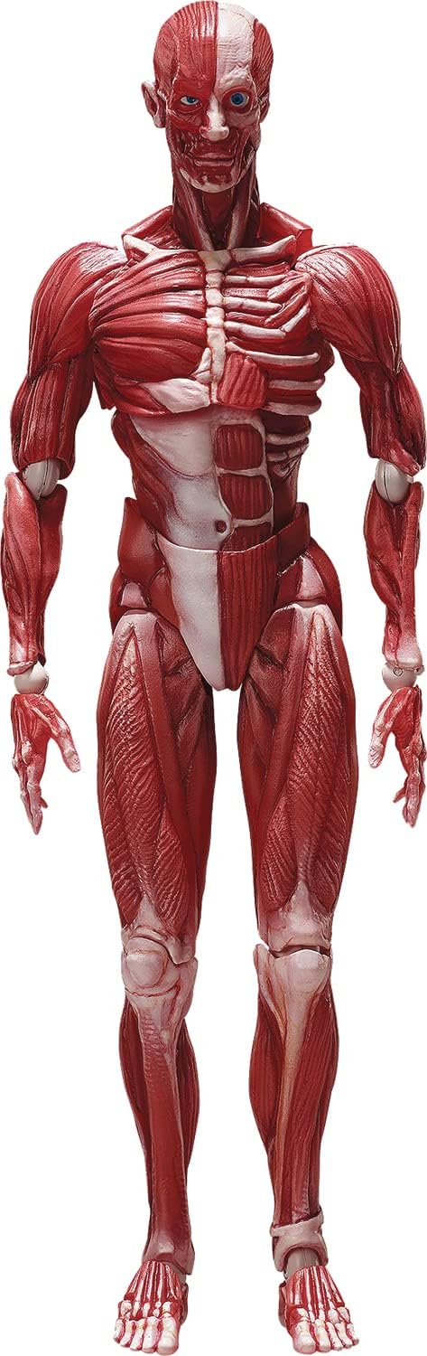 figma Human Anatomical Model Figure